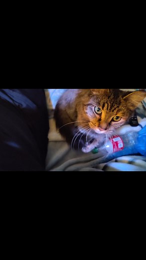 Sweeties wanting attention for a few | William Tow Vanmeter | Facebook