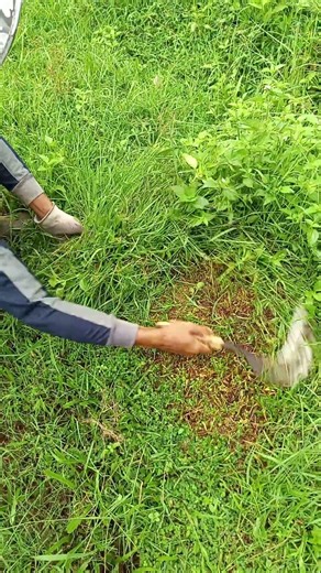 rumput super, #sheepfarming #peternakdomba #sobatngarit #farmlife