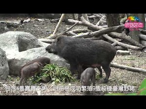 臺灣野豬寶寶「吸奶攻防戰」Wild Boar Cubs