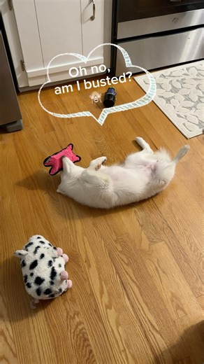 #17 Daily Puppy Moments: Nami makes her squeaky toy “sing” 😂 #squeakytoy #dog