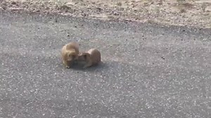 Our own Jeremy Harris captured this video of Prairie Dogs fighting in Southern Utah! | KUTV 2News