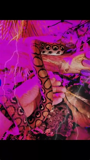 Care Guide coming out soon about #brazilianrainbowboa on ‪@MarkhamReptiles‬ YouTube channel!