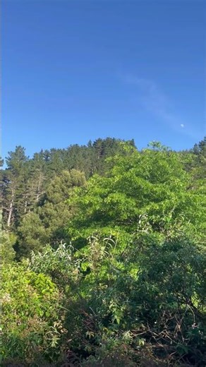 HOW TO HEAL YOUR BODY WITH MEDITATION 🧘‍♀️ #joedispenza #quantumhealing #manifestation