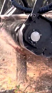 757K views · 7.1K reactions | Snack time 蝹 From first contact to a clean finish, the 헚헿헶혇혇헹혆 헠ퟰퟱퟬ혀 skid steer mulcher makes light work of stumps, dense scrub oaks, and walls of underbrush  Credits: MILMUR Land Management Services, LLC  #Prinoth #GrizzlyM450s #prinothvegetationmanagement | Prinoth Vegetation Management | Facebook