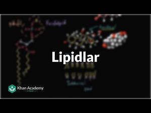 Lipidlar | Uglerodning xususiyatlari | Biologiya | Khan Academy Oʻzbek
