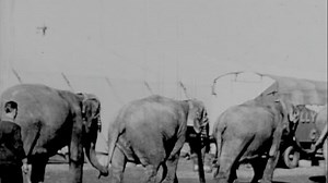 Watch Circus - BFI Player