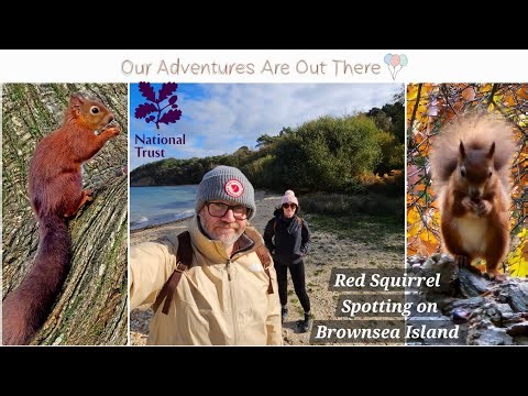Brownsea Island | Red Squirrel Hunting