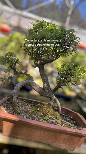 Vídeos de Domestic Bonsai 🇺🇾 (@domesticbonsai1) con «sonido original - ᴇᴏx •҉»