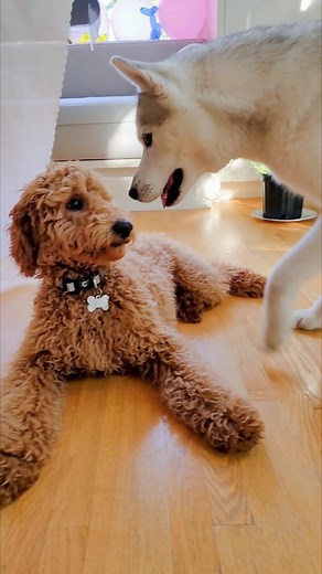 Husky vs Poodle: A Playful Encounter