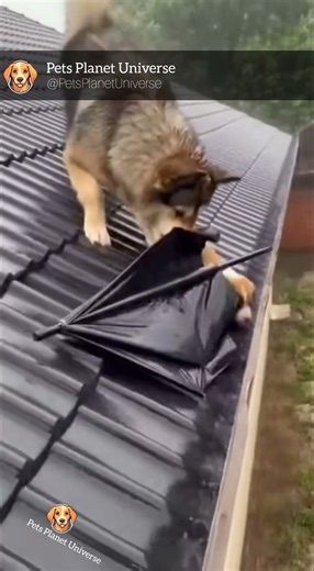 Unbelievable Rescue: Dog Uses Umbrella to Save Puppy in Rain