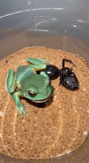 Black Widow secures hold, instantly triggering the Waxy Monkey Frog’s volatile defensive secretion and finality. #BlackWidow #WaxyMonkeyTreeFrog #ChemicalDefense #StructuralTransition ⚙️ AI-generated dramatization — No real insects or creatures are involved in these visuals. | Quotes for you