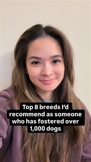 Whitney | Foster Dog Enthusiast 🐾 on Instagram: "Top 8 dog breeds I’d recommend as someone who has fostered over 1,000 dogs ❤️. Do you own any of these breeds?"