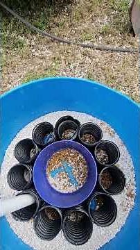 Gardening Made Easy: Self-Watering Containers You Can DIY!