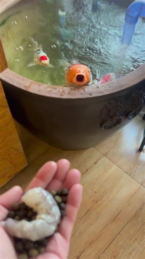 chi rui (@chi.rui1)’s videos with Manamana THE MUPPETS - ⭐️🐺 Lyca's Musicbox 🎶⭐️