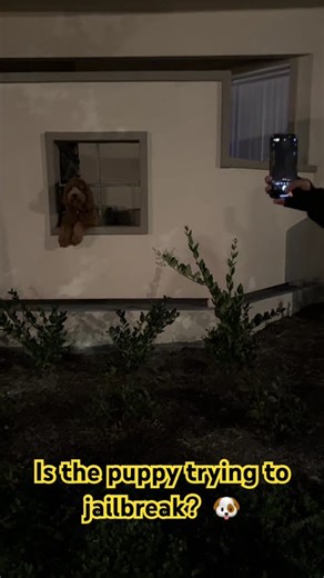 Is the puppy trying to jailbreak?