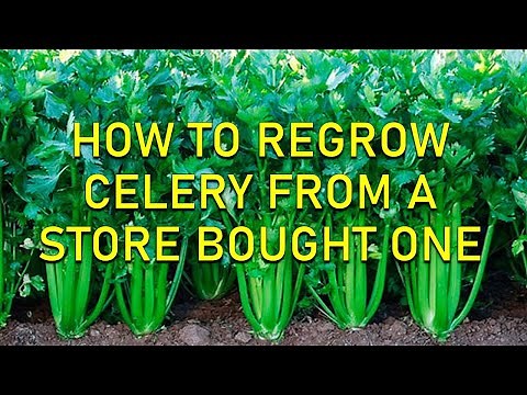 HOW TO REGROW CELERY FROM A STORE BOUGHT ONE - A method that really works