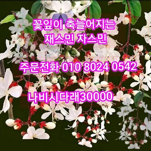 Butterfly cedar jasmine pattern water jasmine thornless flower giraffe