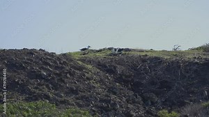 a Laysan albatross calls out to his mate from atop a mountain overlooking the island colony in Hawaii