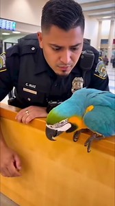 Do Not Scroll Away 🇺🇸🦜💙 #parrot #doctor #funnyvideo #fbreelsfypシ #fypシ | Prestonss