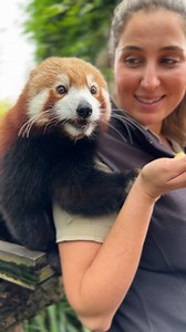 33K views · 5.5K reactions | 殺Red Pandas are just the sweetest...