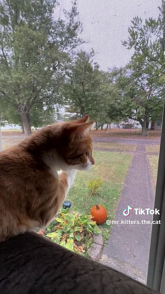 Ducky's First Autumn Season | Meet the Newest Member of Kitterverse!