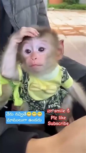 నేను నవ్వితే మాములుగా ఉండదు 😁😁#monkey #smile #funny #shorts #trending #cute #monkeybaby #comedy