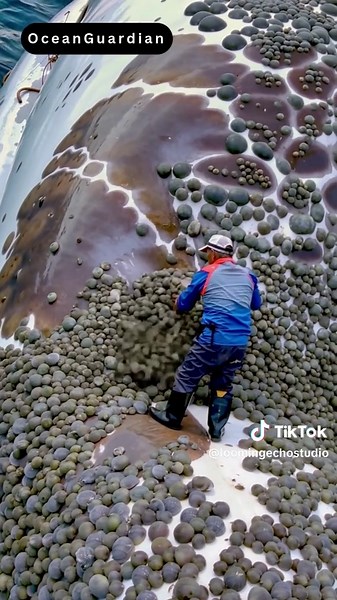 Old Fisherman Gently Removes Millions of Barnacles from a Whale’s Back