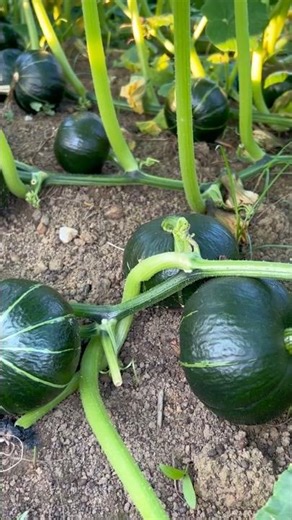 Techniques for Maximizing Pumpkin Yield #farmingtech