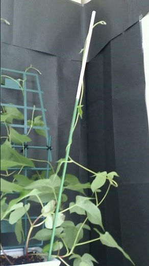 あさがお観察日記-ツルの巻きつく瞬間