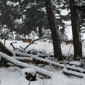 64K views · 445 reactions | MOUNTAIN LION VIDEO: Thanks to Tammy Perrault for sending in a video of mountain lions her son Ethan saw while hunting outside Deer Lodge earlier this week. | NBC Montana | Facebook