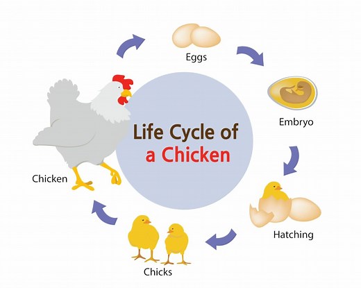 Ciclo de Vida del Pollo (Aprende las 4 Etapas Clave) - Guia 2026 • Pollo.info