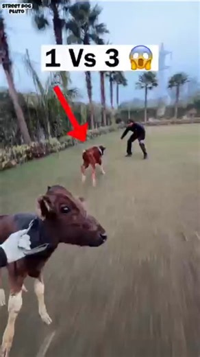 stray dog Pluto on Instagram: "1 Vs 3 😱"