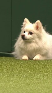 Fling the German Spitz absolutely smashed the Crufts agility course in 2020, in just 34.4 seconds! 🤯 | Crufts