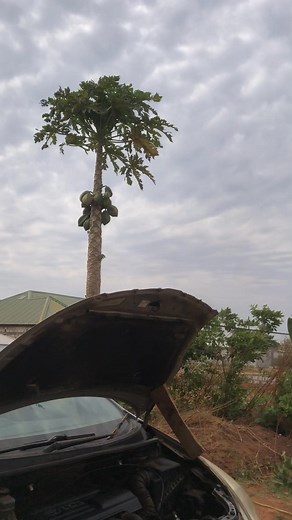 Nichite veni Za Chita🤣 | Hellen