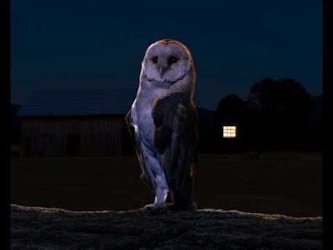 Barn Owls/How do owls hunt in the dark? Fun bird Facts