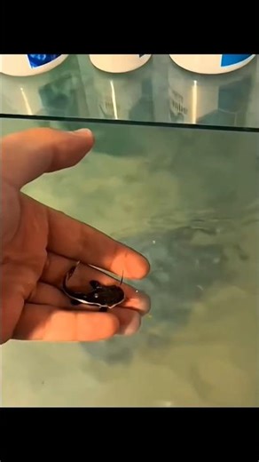 Caring for Red Tail Catfish 😱 #shorts #fish #animals