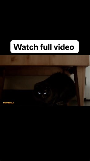 Watch full video #cat | Petpediaa