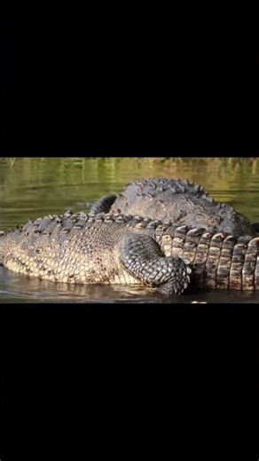 cá sấu loài săn mồi hoàn hảo nhất hành tinh