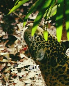 431K views · 5.9K reactions | Tiger want eating baby Monkey #reelsvideo #reelsfb #animal #animalphotography #reels #farmer #animalsofinstagram #driving #animallover #animals #doglife #dog #doglover #photography #photooftheday #NaturalBeauty #naturalnails | LIFE Social | Facebook