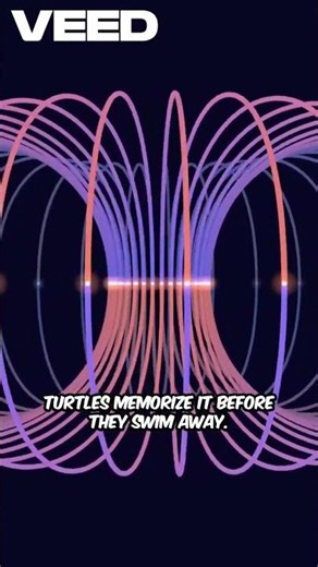 Sea Turtles’ Secret GPS — Earth’s Magnetic Map 🌍🐢