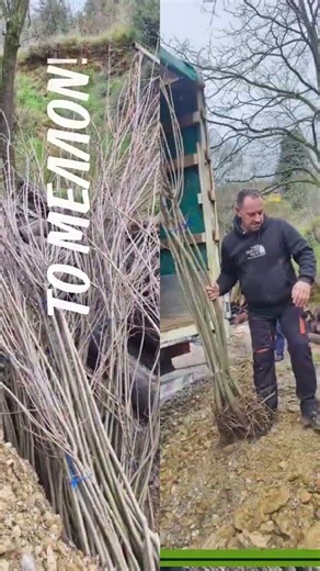 Καστανιά Κορινθίας - Μετά τις μεγάλες καταστροφές από τη φωτιά θα φυτέψουν χιλιάδες δέντρα