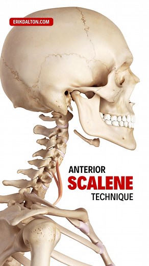 Anterior Scalene Technique The anterior scalene muscles run from the anterior tubercles of the transverse processes of the third through sixth cervical vertebrae to the first rib. With the other scalene muscles, they laterally flex the head and neck to the same side with the ribs fixed and rotate the head and neck to the opposite side. Bilaterally the scalenes elevate the ribs during inhalation and the anterior scalene flexes the head and neck. In this week’s Technique Tuesday newsletter, blog p