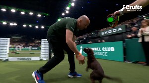 1.6M views · 21K reactions |  What a performance! Baileys the Cocker Spaniel flew through the course like a pro, showing off some serious skills and taking the number spot in the process! 磊 Watch the conclusion of Day 2 via the Crufts YouTube Channel  www.youtube.com/c/crufts | Crufts | Facebook