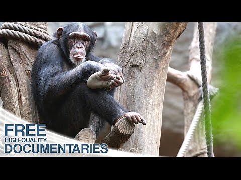 The Amazing Secret Of The Apes | Full Documentary