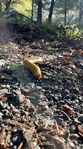 Banana slugs (Ariolimax sp.) are some of my favorite animals. They slip and slide along the forest floor with ease thanks to their hygroscopic (water absorbing) slime. They secret a mucus from their foot (muscle on the bottom of their body) full of proteins that suck up water and form a gel. This slime serves not only to help them get around but also to deter would be predators, since the slime immediately aborbs water from your mouth, leaving it numb and tingly. Slugs also convey information to
