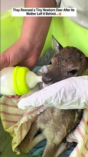 They Rescued a Newborn Deer After Its Mother Left It Behind.