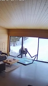 Giant Bison Smashes Its Way Into House! (AI) | Crafty Panda