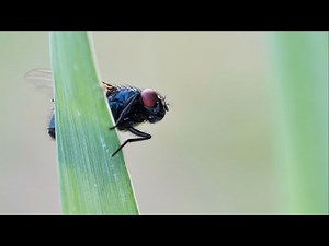 A Dead Bird and Blow Flies