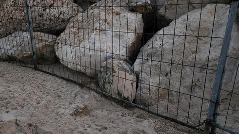 חולצה צבת ים שנלכדה ליד מסלעה בחוף באשדוד | תיעוד
