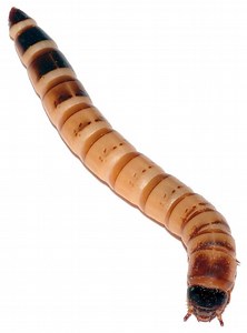 Zophobas morio - Alchetron, The Free Social Encyclopedia